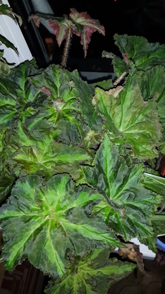 B. ‘Mary Deane’